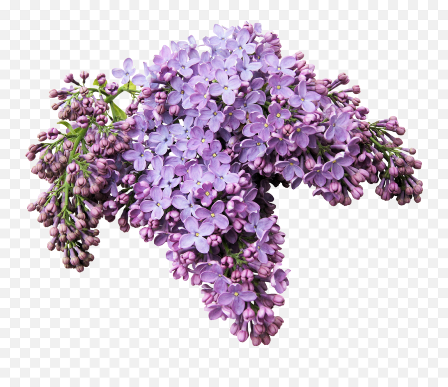 Lilac Transparent Free Png Play - Lilas Png,Wisteria Png