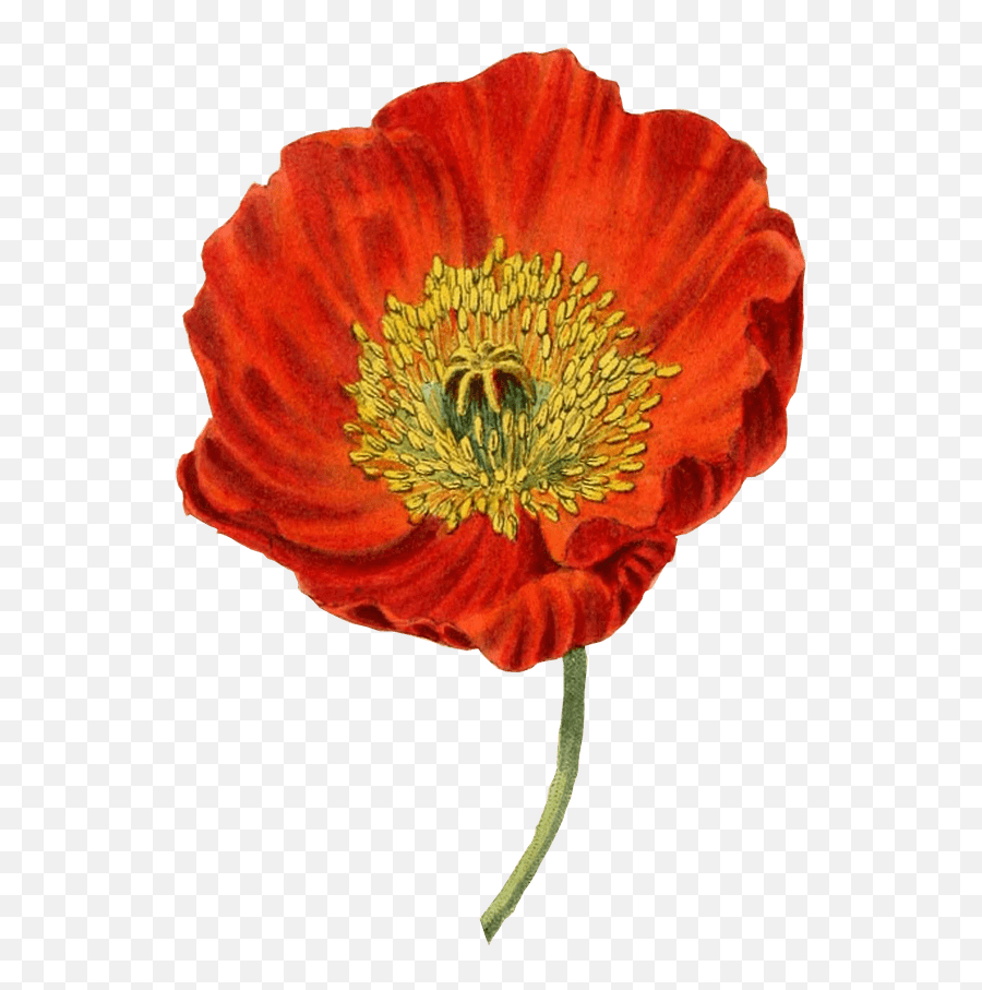 Red Poppy Transparent Png - Amapola Png,Poppies Png