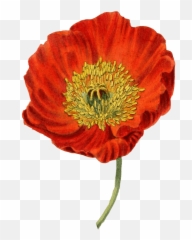 Red Poppy Transparent Png - Amapola Png,Poppies Png
