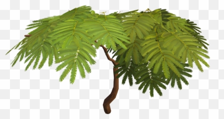 Acadia Tree - Arcadia png