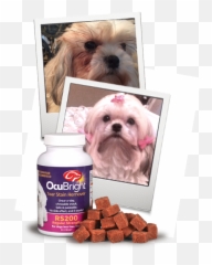 What Are Tear Stains - OcuBright Companion Dog png