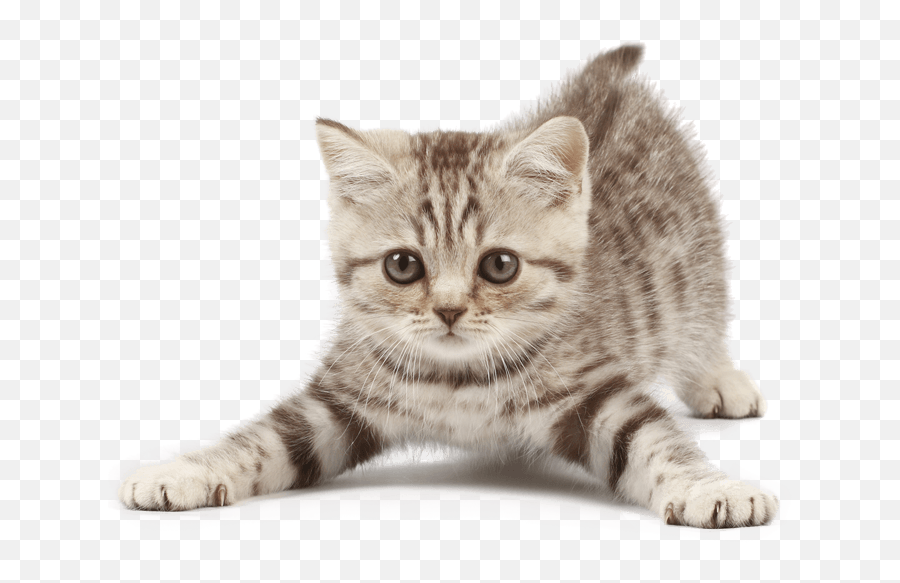 Kittens Cat Transparent Png Clipart - Imagen De Gatito Png,Kitten Transparent Background