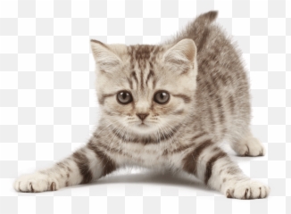 Kittens Cat Transparent Png Clipart - Imagen De Gatito