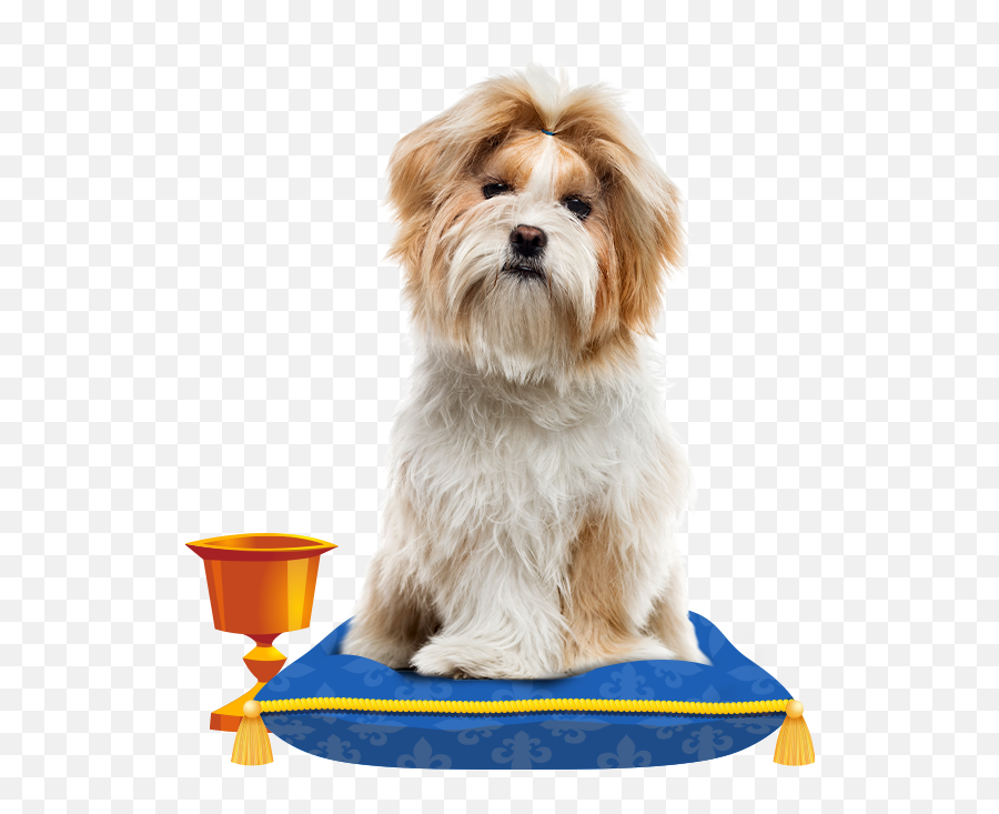 Shih Tzu - Shih Tzu De 7 Meses Png,Shih Tzu Icon