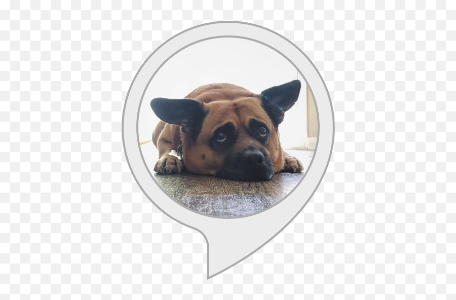 Amazoncom Buddy The Dog Alexa Skills - Guard Dog Png,Buddy Icon Funny