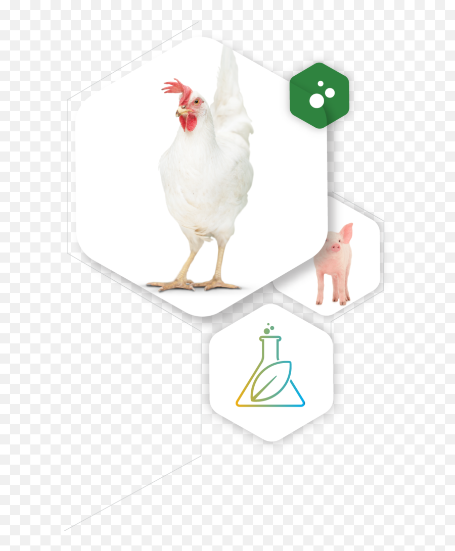 Natural Biologics - Natural Biologics Comb Png,Chicken Head Icon