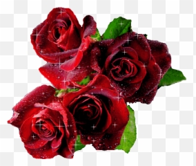 Gif Love Red Glitter Romance Rose Roses Drama - Sunday Blessings With Roses Png,Red Rose Transparent
