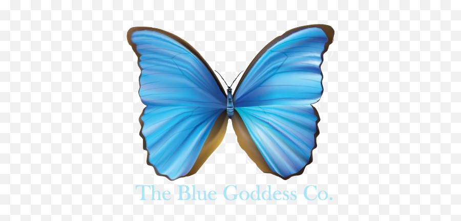 Real Butterfly Wing Jewelry U2013 The Mystic Blue Morpho Necklace - Blue Merle Sheltie Puppies Png,Blue Butterflies Png