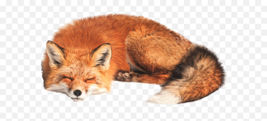 Tags - Fox Png Free Png Images Starpng Sleeping Fox White Background,Fox Cute Tumblr Icon