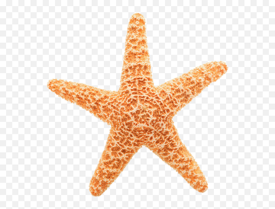 Pin Starfish Clipart Transparent Background - Star Fish Starfish Transparent Background Png,White Star Transparent Background