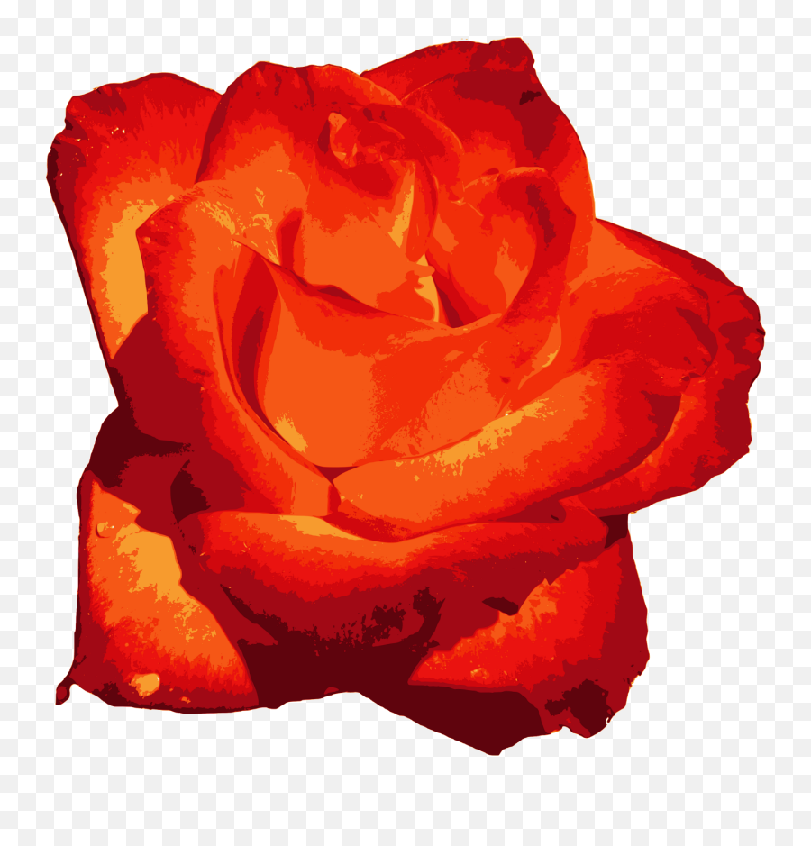 Red Rose Png Image Transparent - Rose,Red Rose Png
