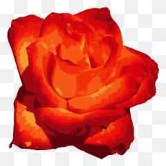 Red Rose Png Image Transparent