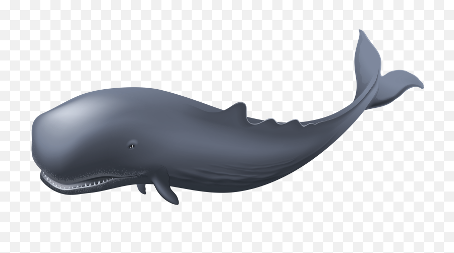 Whale Png Transparent Cartoon - Whale Png,Humpback Whale Png