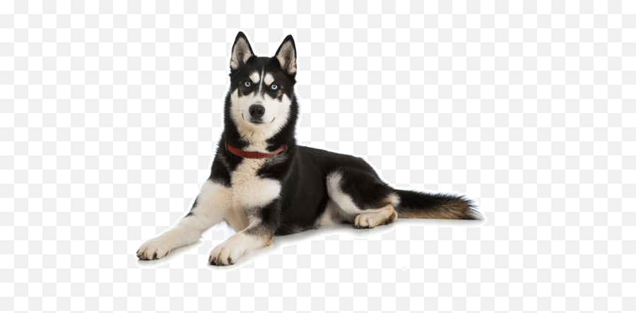 Husky Adoption Transparent Png - Husky In California,Husky Png