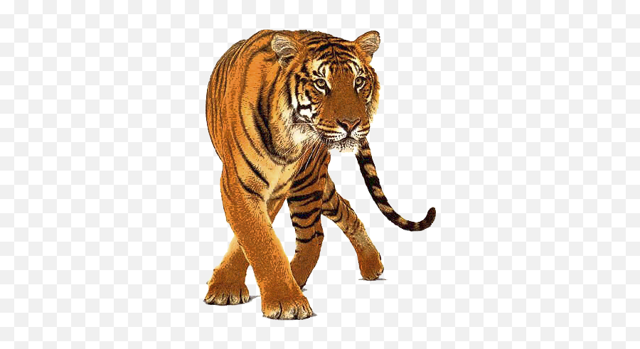 Png Tigre Image - Tiger Png,Tigre Png