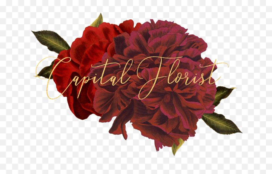 Capital Florist - Hybrid Tea Rose Png,Florals Png