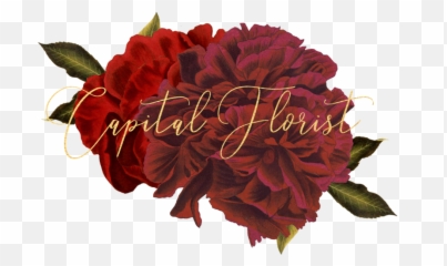 Capital Florist - Hybrid Tea Rose Png,Florals Png