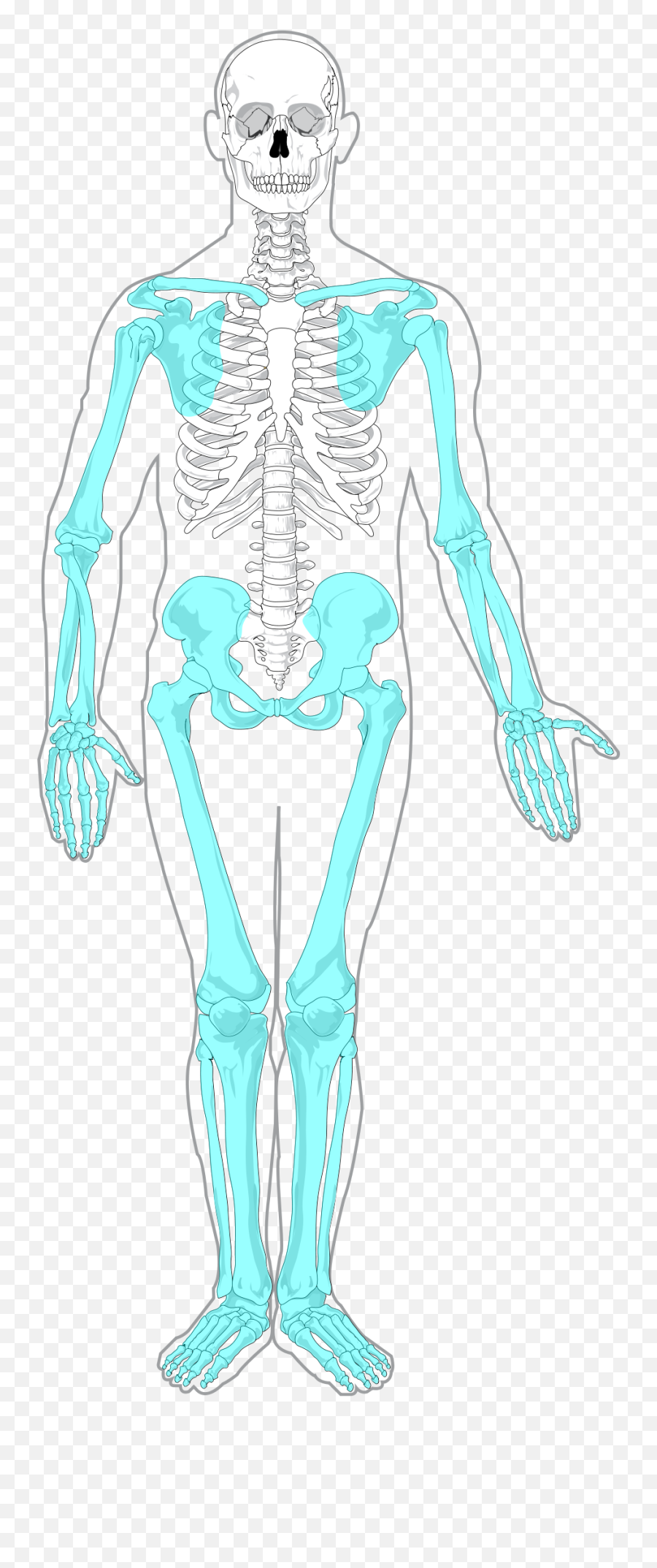 Fileappendicular Skeleton Diagram Blanksvg - Wikimedia Commons Unlabeled Axial And Appendicular Skeleton Png,Skeleton Transparent