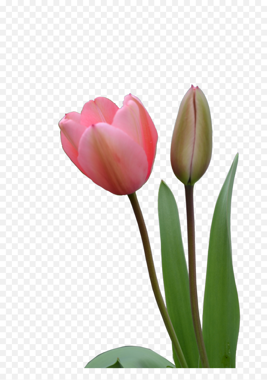 Tulip Png Image - Purepng Free Transparent Cc0 Png Image Flower Bud Png Hd,Tulip Png