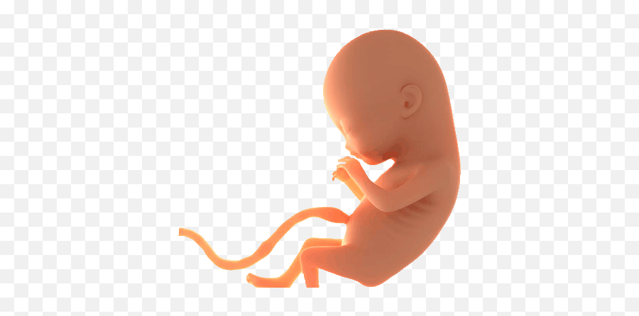 Fetus Png 6 Image - Transparent Baby In Womb Png,Fetus Png