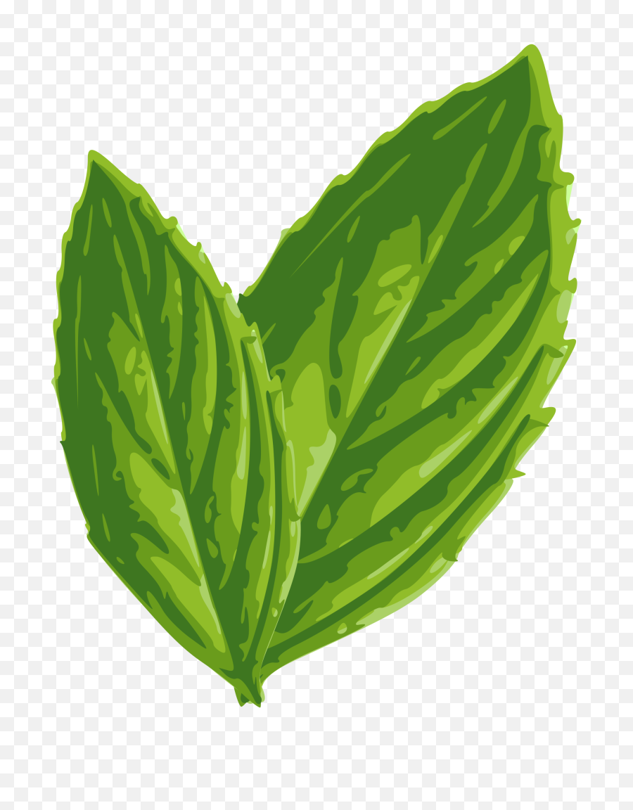 Download Hd Foliage Clipart Mint - Mint Leaf Clip Art Mint Leaf Clip Art Png,Foliage Png