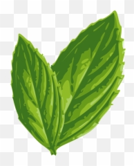Download Hd Foliage Clipart Mint - Leaf Art png