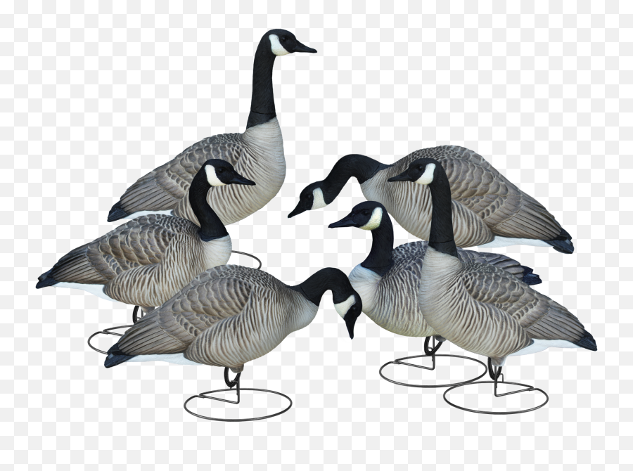 Download Livecraft Full Body Geese - Canada Goose Full Png Canadian Goose,Goose Png