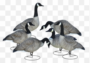Download Livecraft Full Body Geese - Canada Goose Full Png Canadian Goose,Goose Png