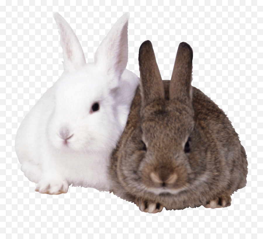 32 Rabbit Png Images Collected For Free - Rabbits Png,White Bunny Png