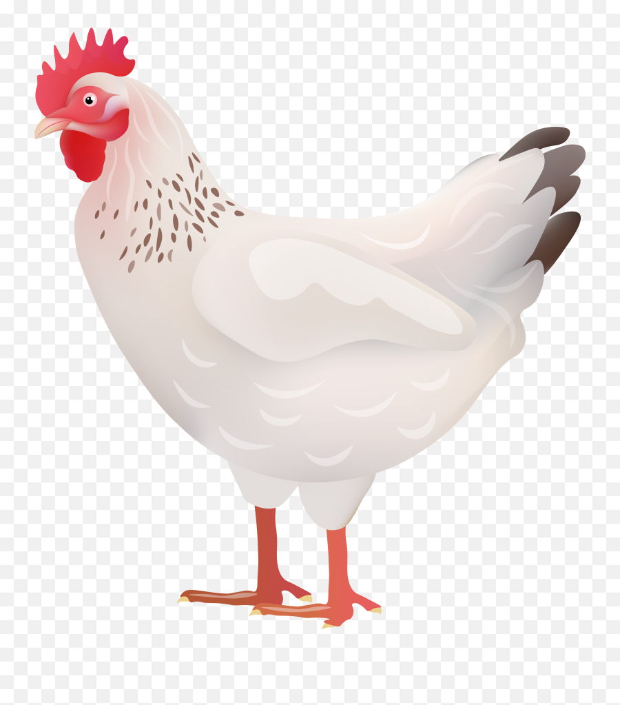 White Chicken Clipart Png