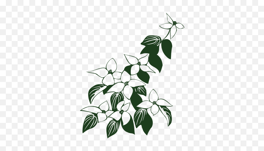 Cornus Kousa Dogwood Flowers - Clipart Flowers And Leaves Black And White Png,Dogwood Png