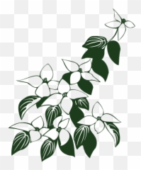 Cornus Kousa Dogwood Flowers - Clipart Flowers And Leaves Black And White Png,Dogwood Png