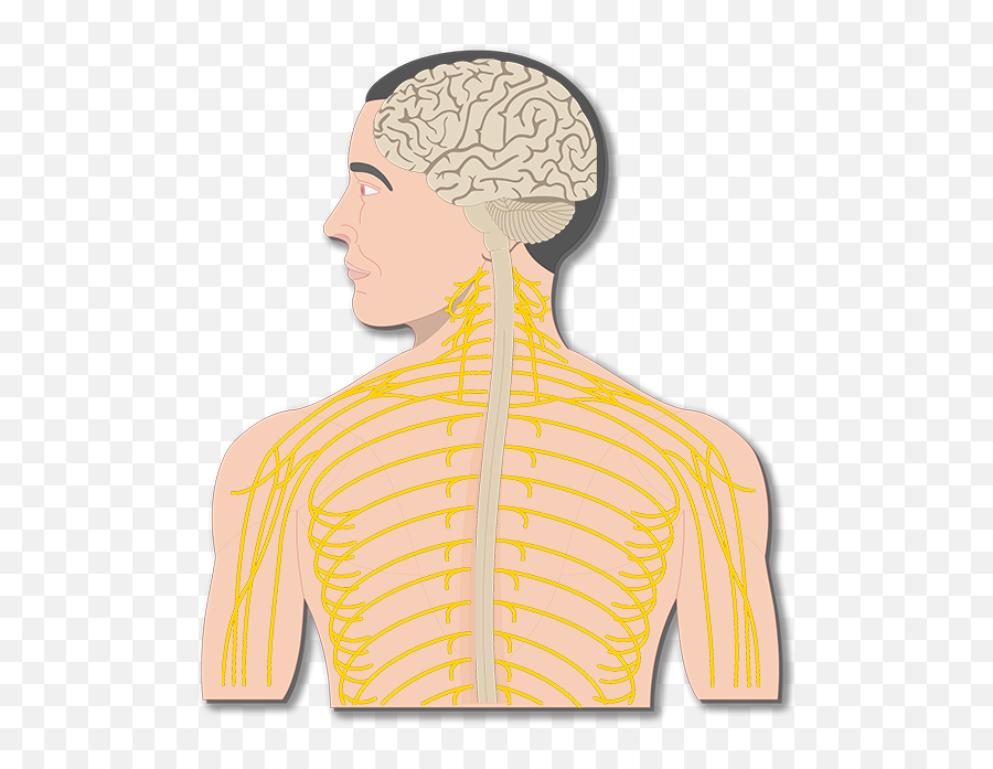 Nervous System - Nervous System Organs Png,Nervous System Png