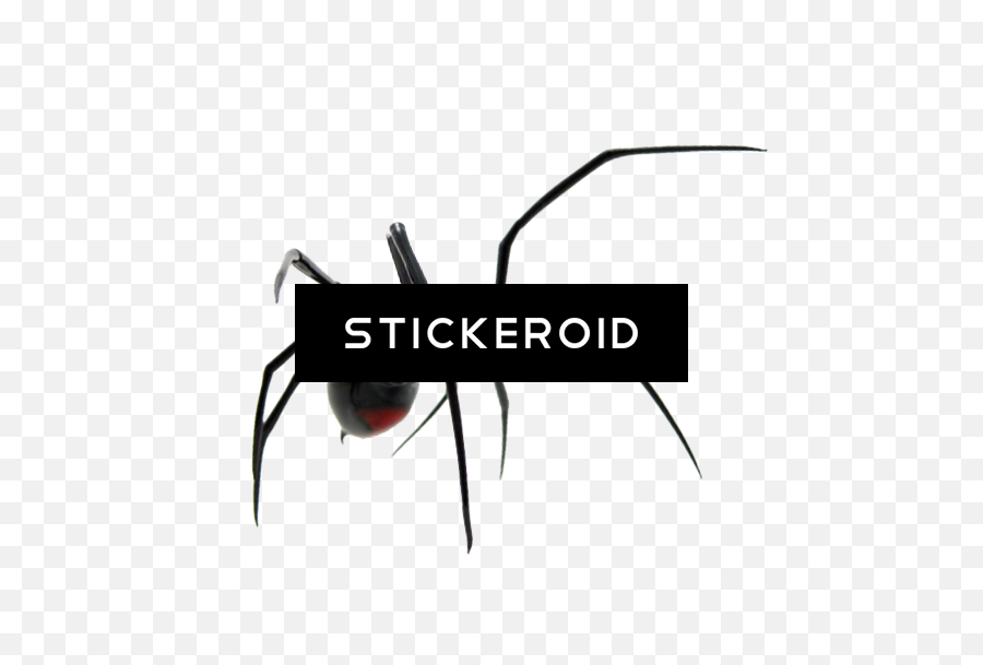 Download Spider - Black Widow Png,Black Widow Spider Png