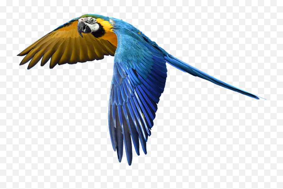 Fly Parrot - Transparent Background Flying Parrot Png,Parrot Transparent