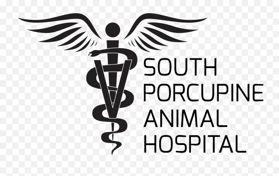 Porcupine Png - South Porcupine Animal Hospital Graphic South Porcupine Animal Hospital,Porcupine Png