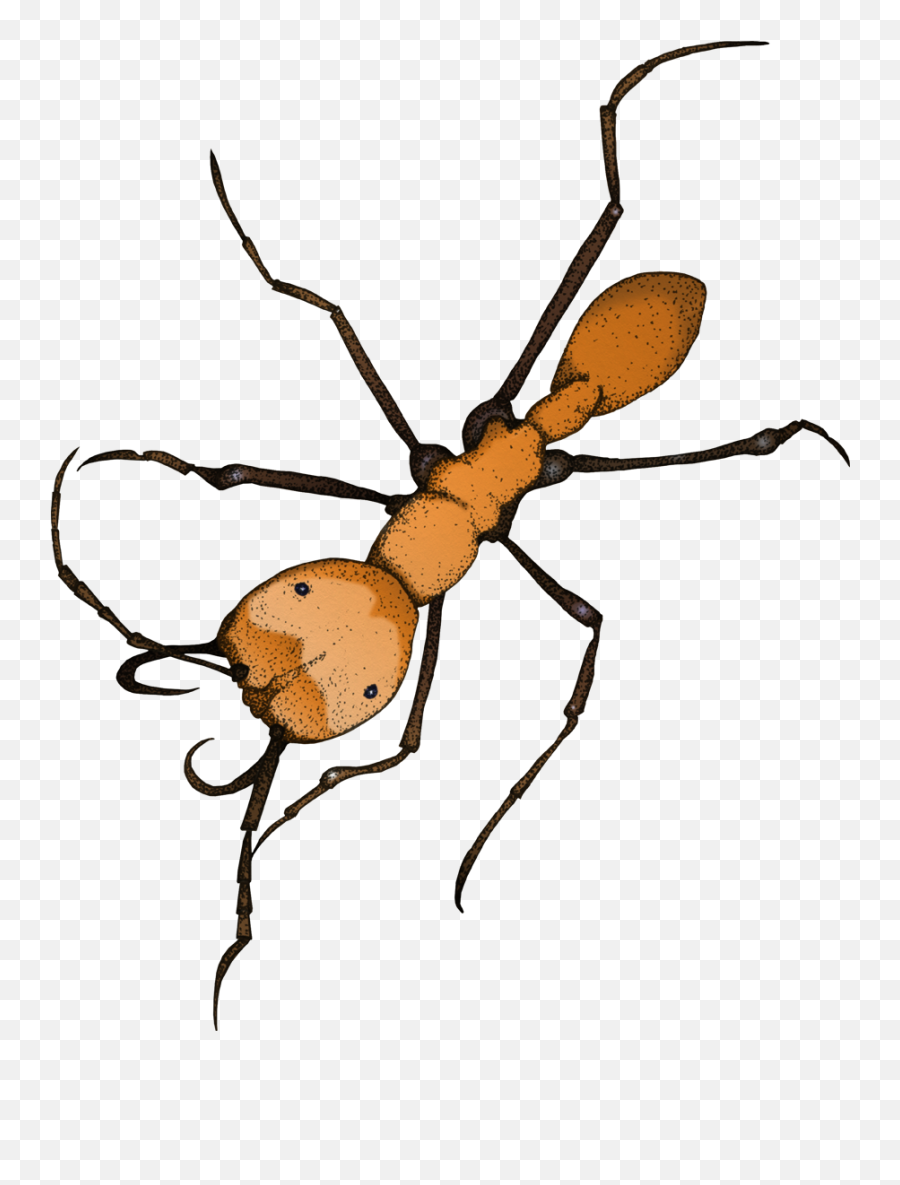 Army Ant Feral Beagle - Carpenter Ant Png,Ant Transparent
