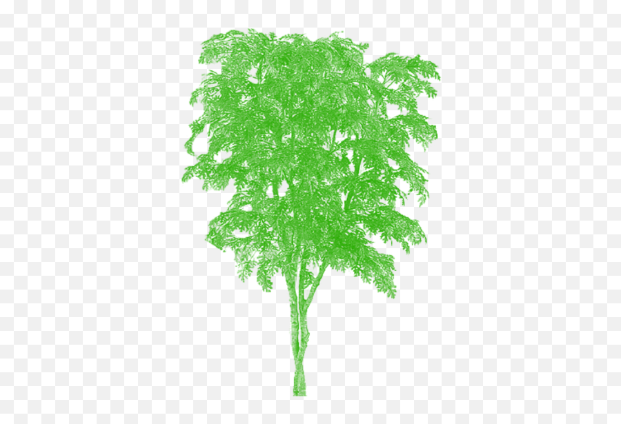 Tree Png Vector Plan Tier3xyz - Japanese Oak Tree,Tree Vector Png