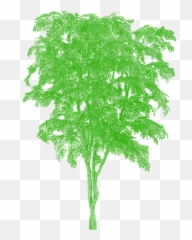 Tree Png Vector Plan Tier3xyz - Japanese Oak Tree