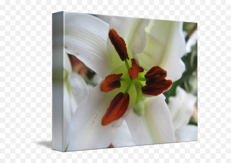 White Lily By Ceara Mccurdy - Lily Png,White Lily Png