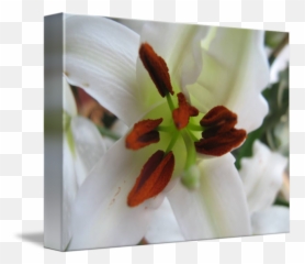 White Lily By Ceara Mccurdy - png