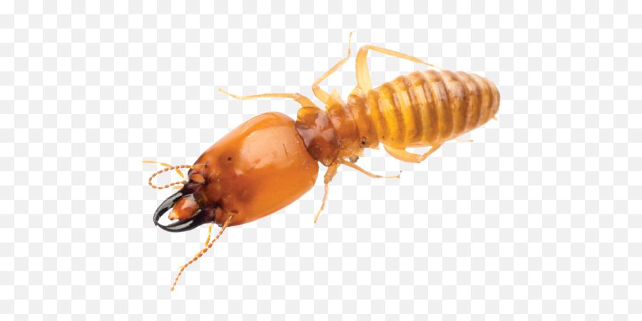 Pest Control - Termite Png,Termite Png