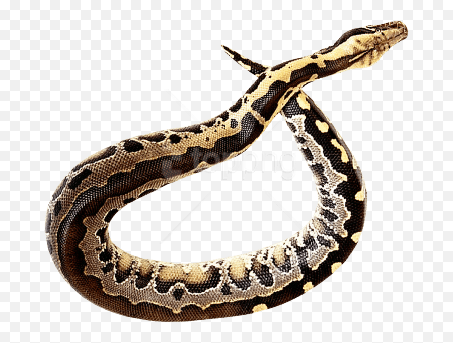 Download Free Png Snake - Full Hd Snake Editing Png,Rattlesnake Png
