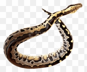 Download Free Png Snake - Full Hd Snake Editing Png,Rattlesnake Png
