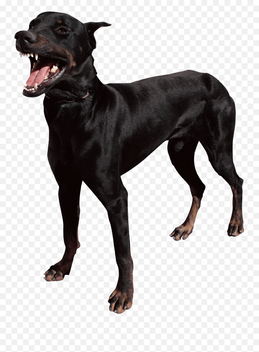 Cute Dog Png 10 - Photo 4918 Transparent Image For Free Cartoon Black Dog Mean,Cute Dog Png