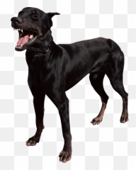 Cute Dog Png 10 - Photo 4918 Transparent Image For Free Cartoon Black Dog Mean,Cute Dog Png