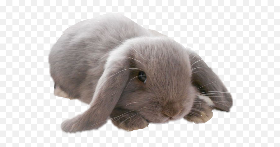 Bunny Mini Lop Sticker By Lpsvanillabean417 - Lop Bunny Transparent Background Png,Bunny Transparent Background