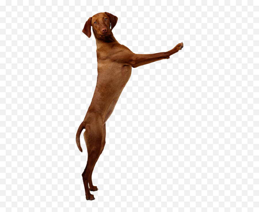 Download Hd Dogs Of All Breeds Jump Up To Greet Each Other - Dog Jumping On Counter Png,Dogs Transparent