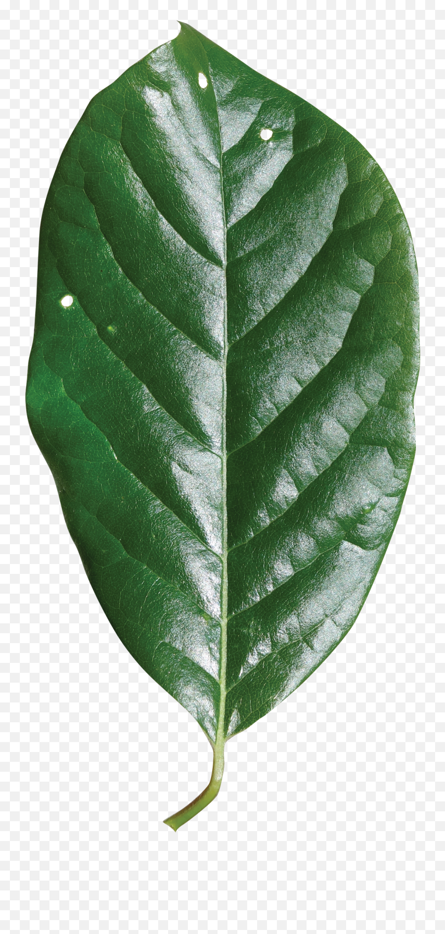 Download Hd Single Green Leaf Png - White Walnut Transparent Black Gum Tree Leaves,Green Leaf Png