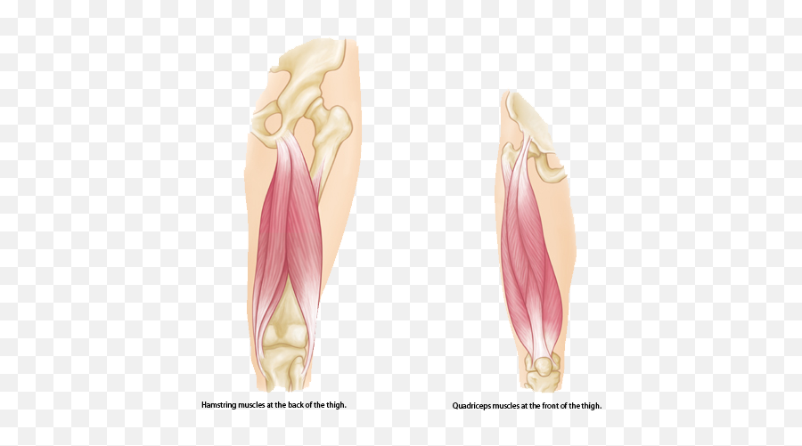 Muscle Strains In The Thigh - Hamstring Muscles Transparent Png,Muscle Png